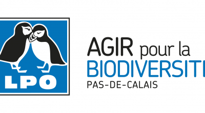 Les hirondelles sont de retour!