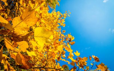 Vivez vos vacances d&rsquo;automne en 7 Vallées Ternois