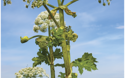 La Berce du Caucase : des précautions à prendre